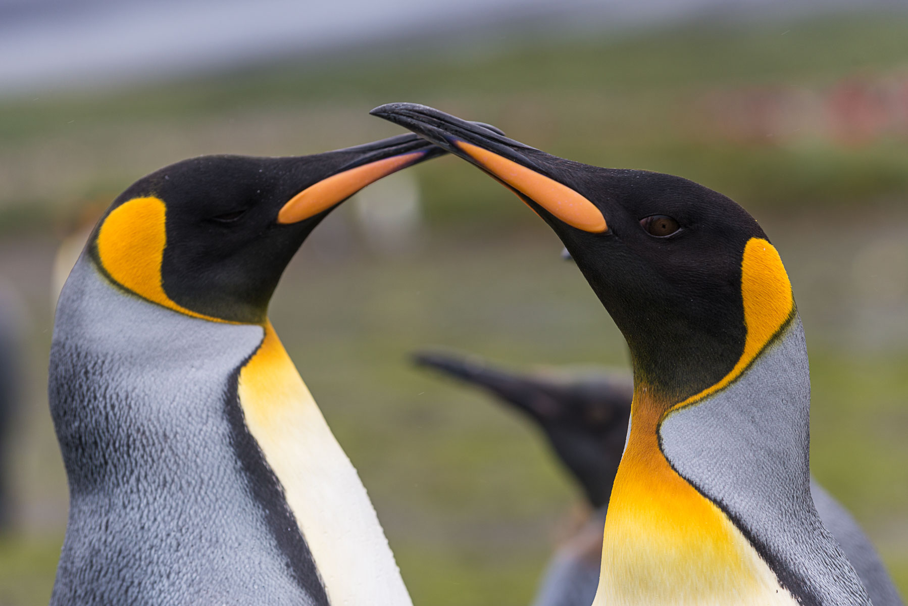 King penguins, Salisbury Plain