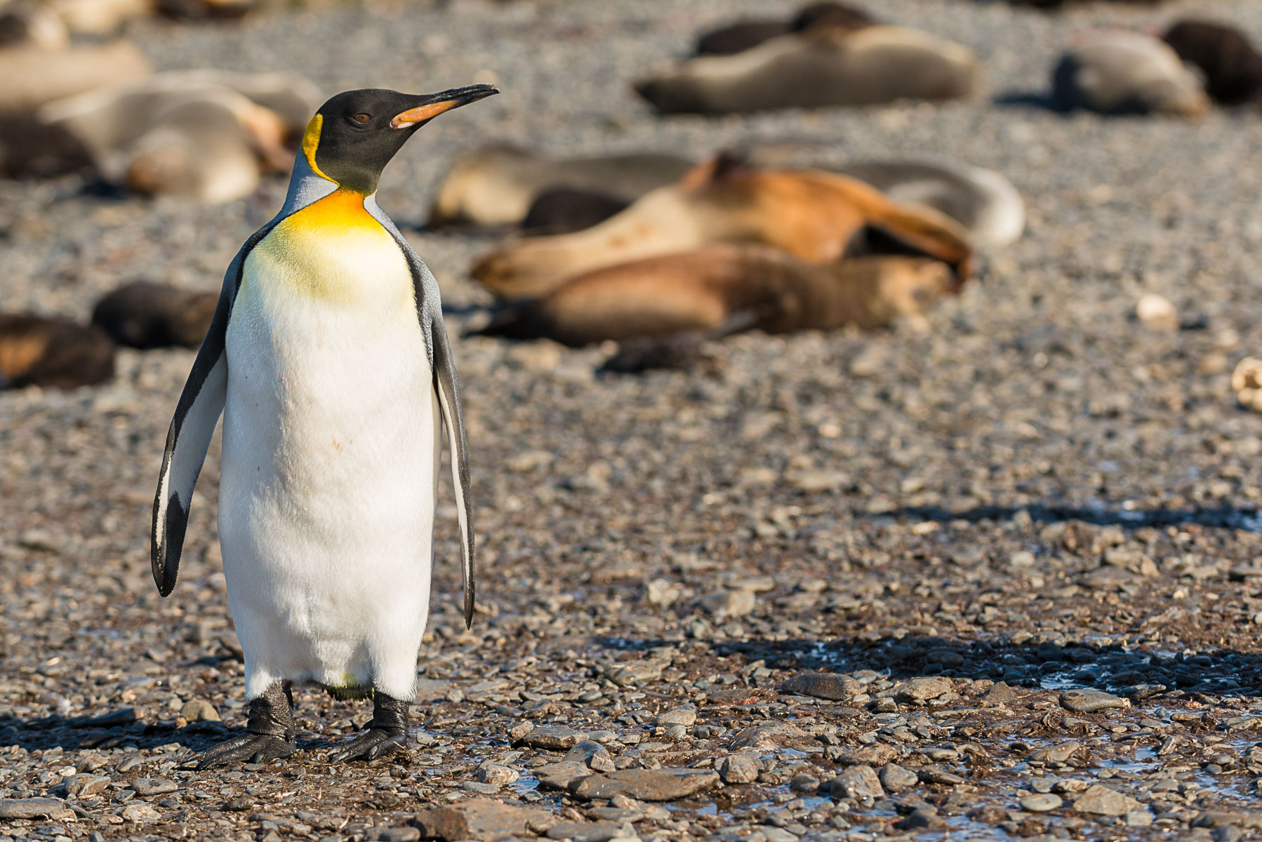 King penguins, Salisbury Plain