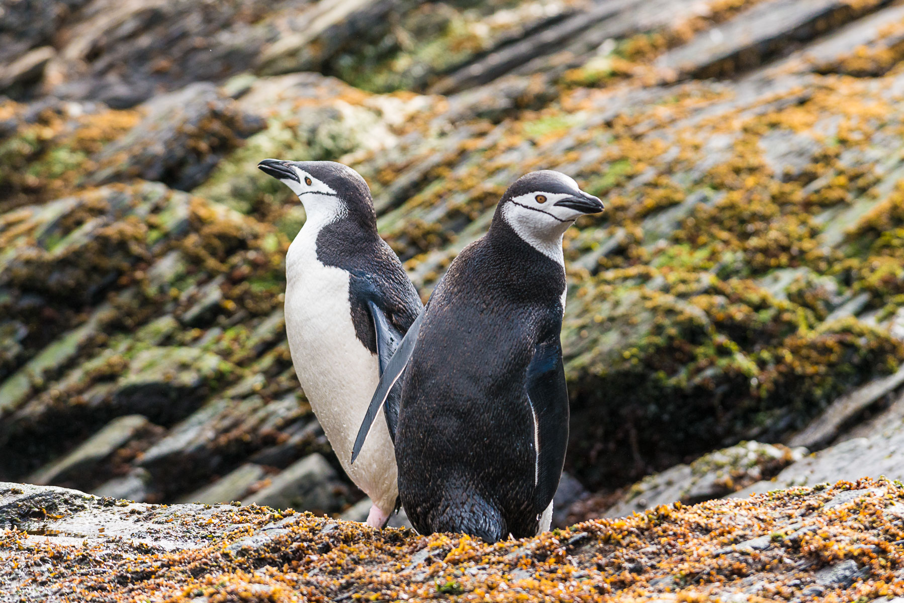 Chinstrap Penguins, Cooper Bay