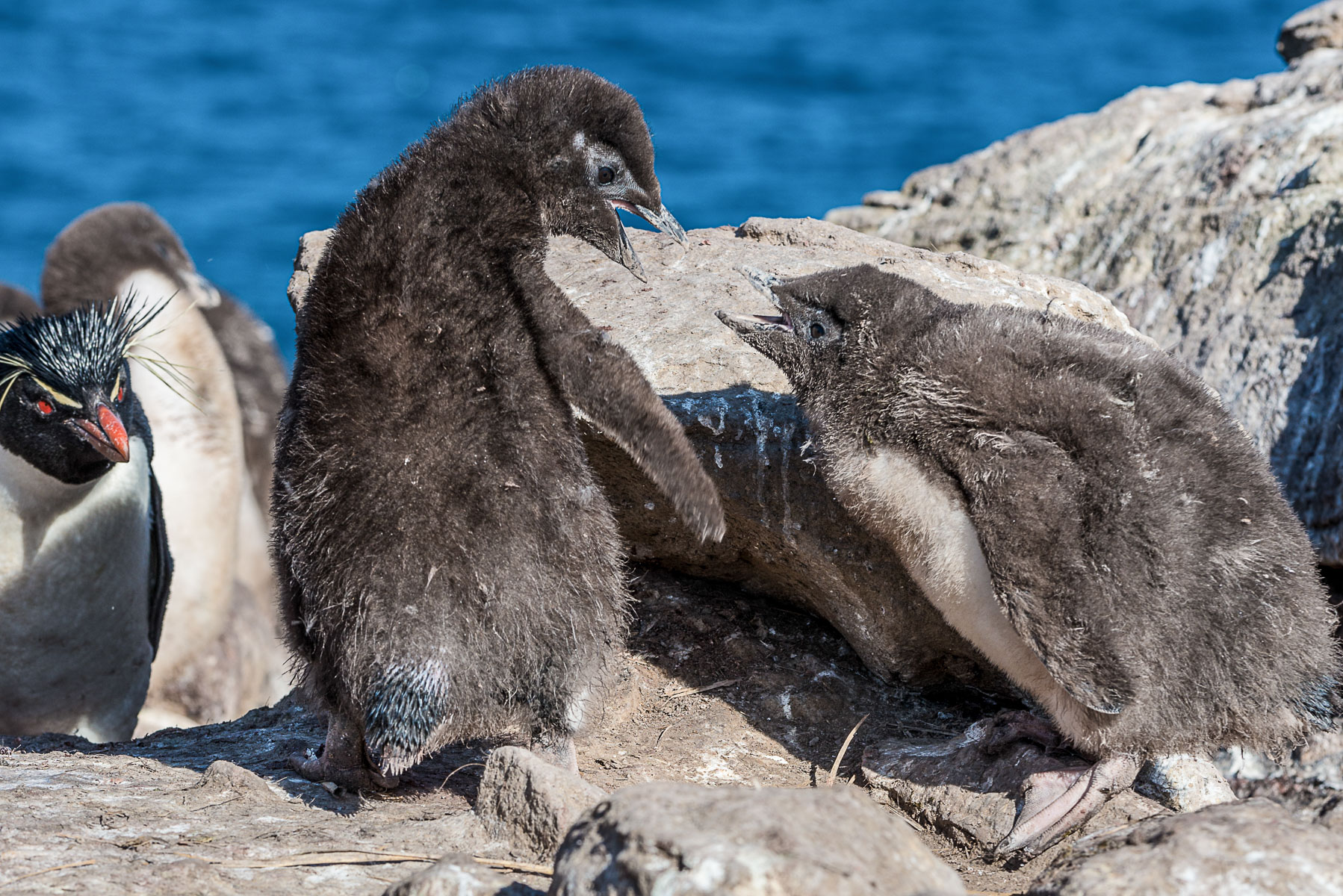 Rockhopper penguin chicks, Falklands