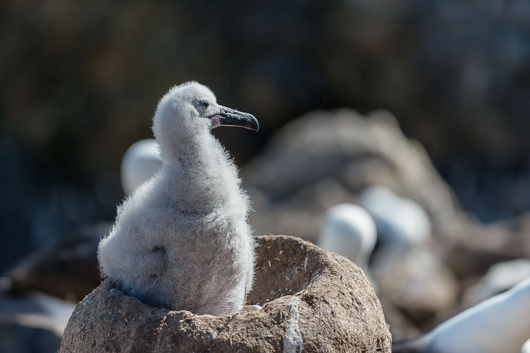 Black brow albatross chick