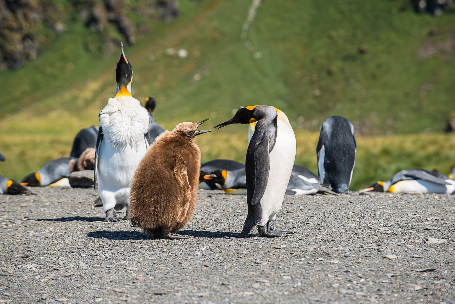 King penguin mother & chick