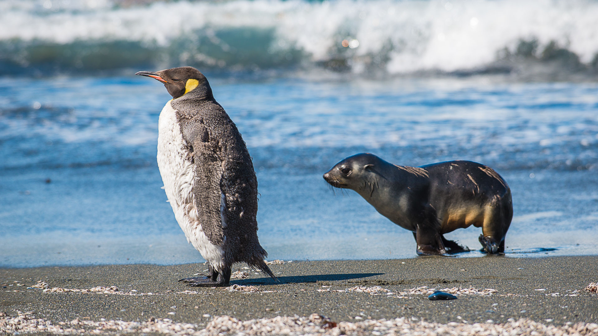 King penguin & fur seal