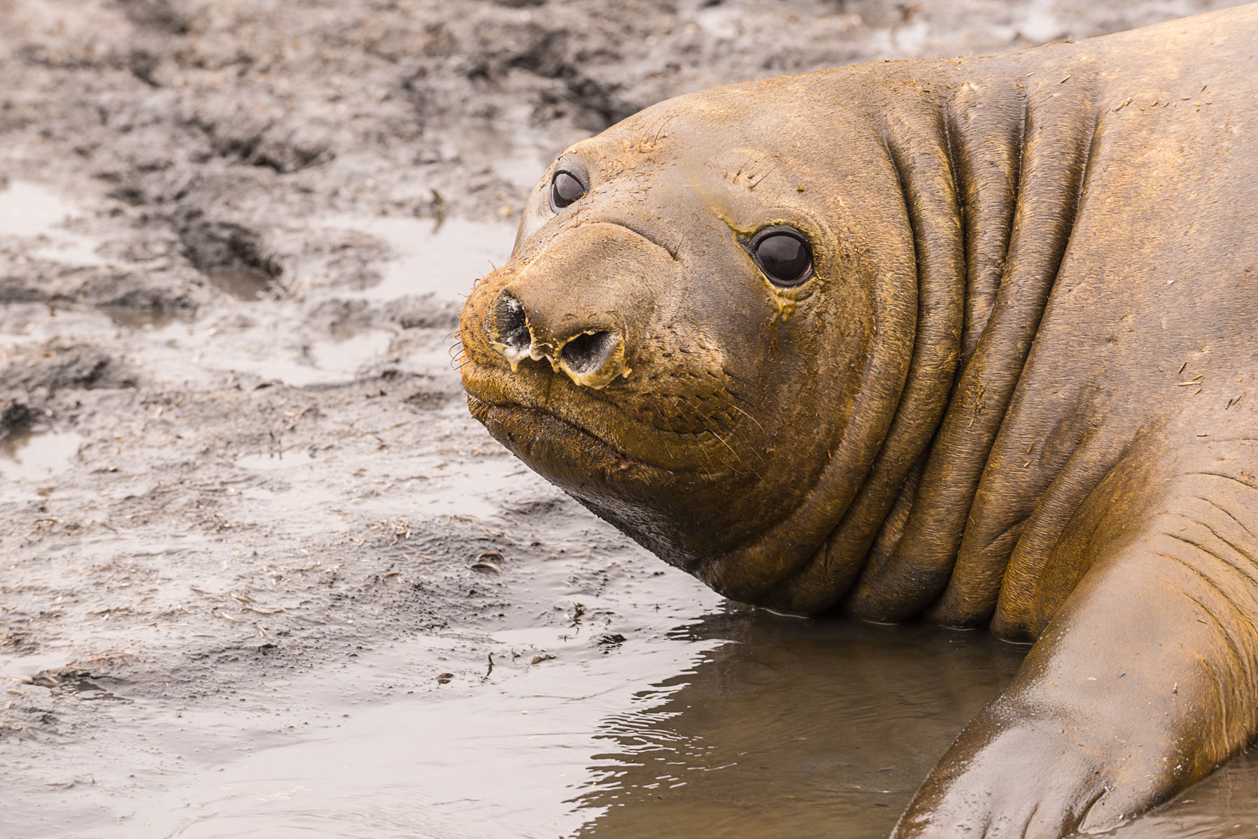Elephant seal, Salisbury Plain